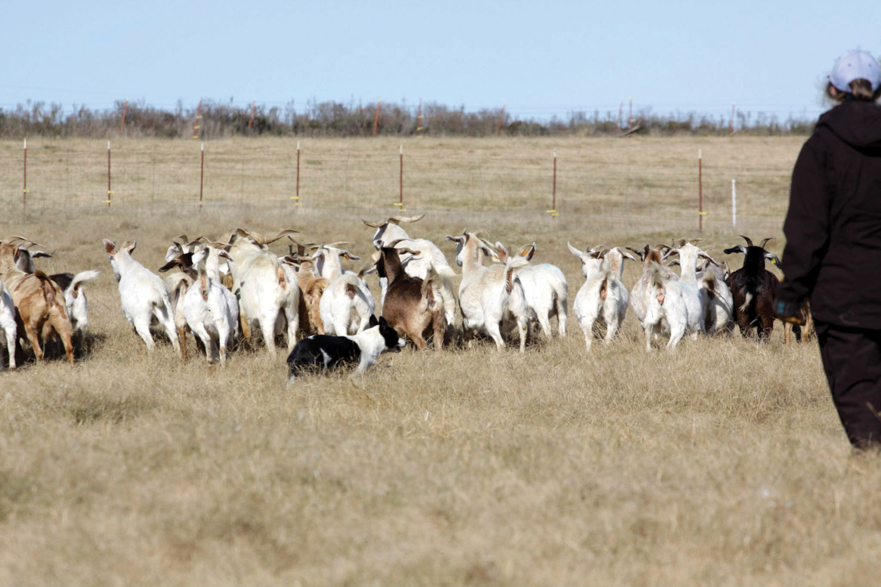 Stock Dogs